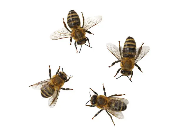 Expert Bee Removal services in Kenya by Staha Property Care Limited